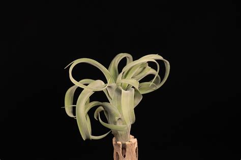 【送料無料】intermedia × streptophylla (select From)〔エアプランツ〕現品発送T5405 | plane ...