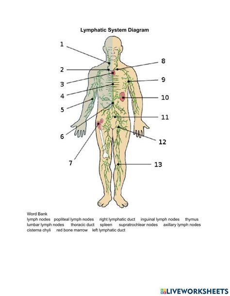 Image result for Lymphatic System Tutorial