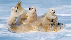 polar backgrounds white polar with cubs small cinch staining the snow polar backgrounds white polar with cubs small cinch staining the snow