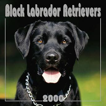 Black Labrador Retrievers 2000 Calendar : Amazon.in: Books