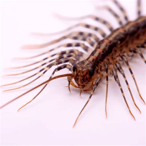 House Centipedes: Facts, Photos Information | atelier-yuwa.ciao.jp
