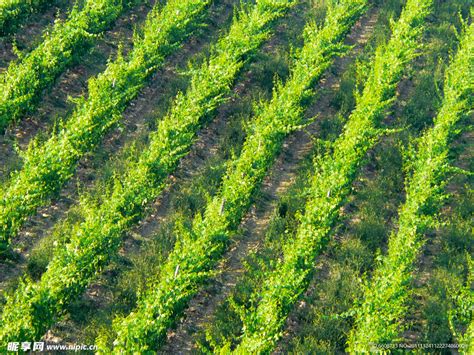 庄稼 的图像结果