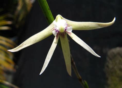 Dendrobium teretifolium - Rat's Tail Orchid | Royal Botanic Garden Sydney