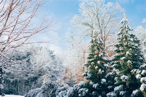 Winter Wonderland Background