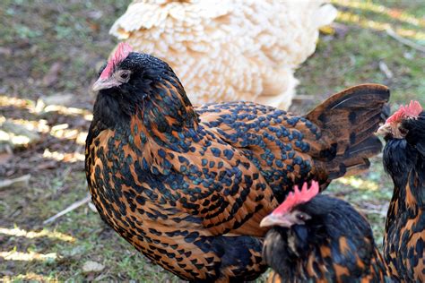 Vinegar for Chickens: A Natural Remedy for Digestive Health, Immune ...