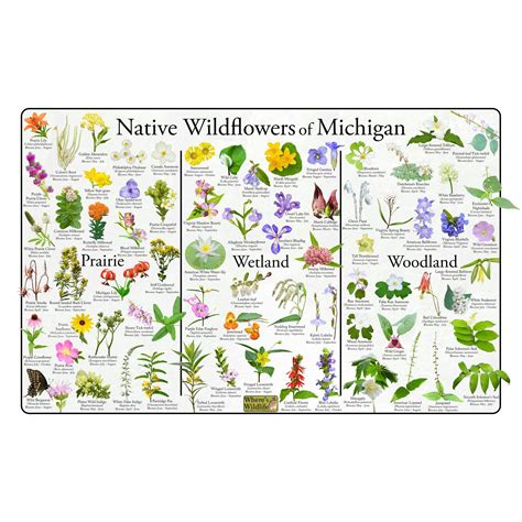 5 native plants to add to your michigan garden – Artofit