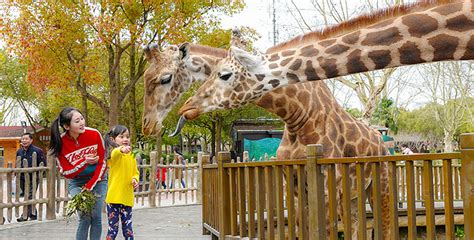 2021上海野生动物园-旅游攻略-门票-地址-问答-游记点评，上海旅游旅游景点推荐-去哪儿攻略