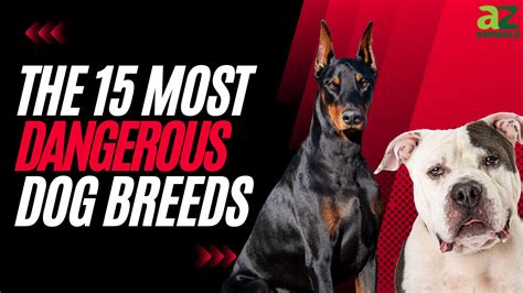 Aggressive Dog Breeds 25 Most Aggressive Dog Breeds According To A New