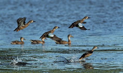 Shortened teal hunting season opens this week in Texas