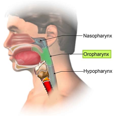 Oropharynx Infection