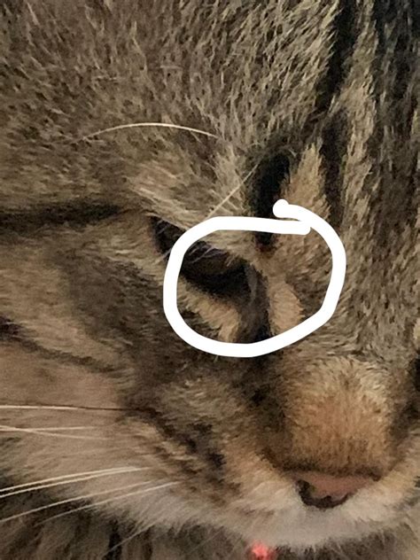 Please Help. Leaky cat eye discharge : r/vet