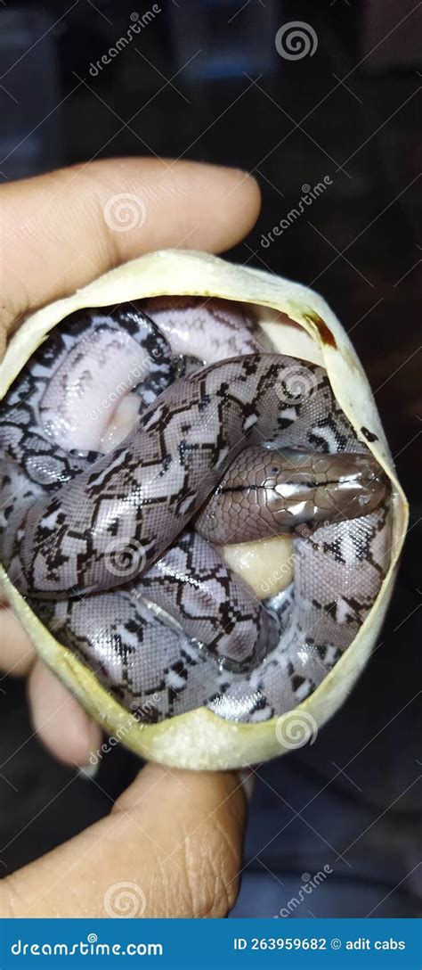 Image result for Baby Reticulated Python