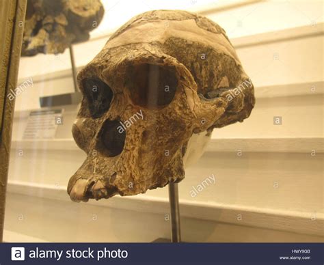 Australopithecus Africanus Body 的图像结果