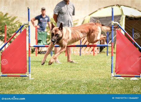 Belgian Malinois is Jumping Over the Hurdles. Stock Photo - Image of ...