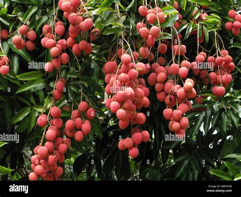 Lychee Litchi chinensis fruits hanging tree Stock Photo - Alamy