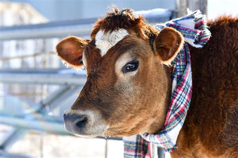 Fresh from the hen house - Dodge City Daily Globe