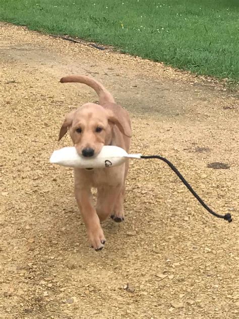 Image result for Retriever Force Fetch Steps