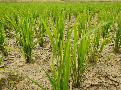 The Rappa (Hassan, Karnataka) - Hotel Reviews, Photos, Rate Comparison ...