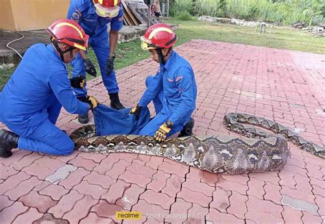 Python Eat Goose 的图像结果