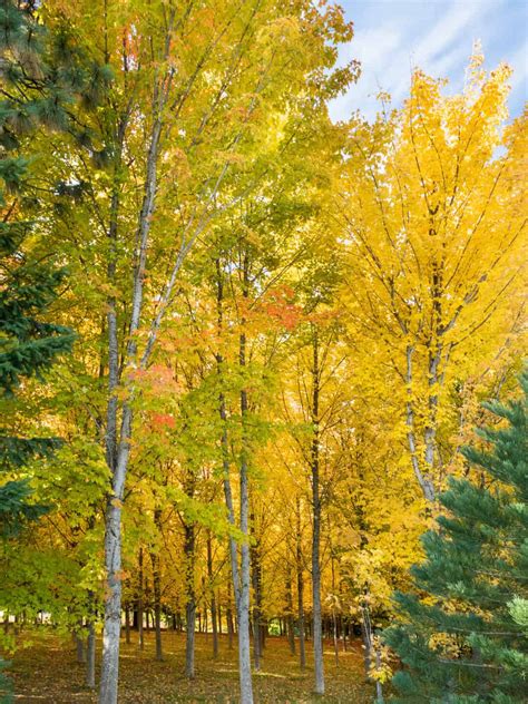 Full Sugar Maple Tree Growth Timeline (How To Grow It Fast) - Tree Journey