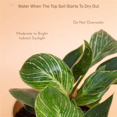 Buy Philodendron Birkin Plant With Self Watering Pot Online – Kyari.co