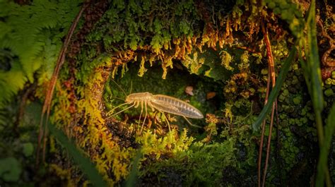 Image result for Springtail Facts