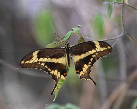 Swallowtail Butterfly Diet