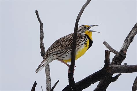 Nebraska State Bird And Flowerwestern Meadowlark