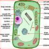 Draw the plant and animal tissue (chart) - Brainly.in
