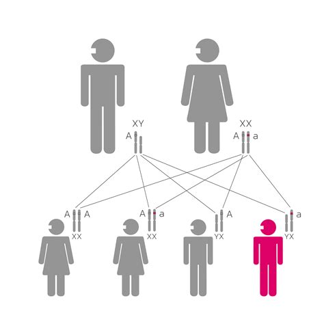 X-linked recessive inheritance - Health in Code