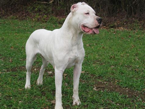 Blue Dogo Argentino