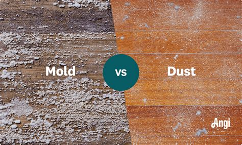 Mold vs. Dust: How to Tell the Difference | Angi