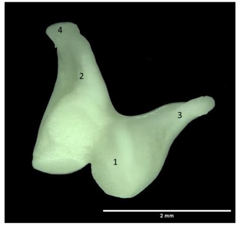 Geometric and Morphometric Analysis of the Auditory Ossicles in the Red ...