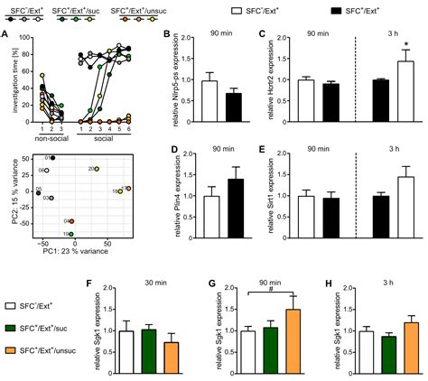 Transcriptome and chromatin alterations in social fear indicate association of MEG3 with ...