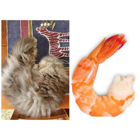 Popular Floor Shrimp Cat For Every Space