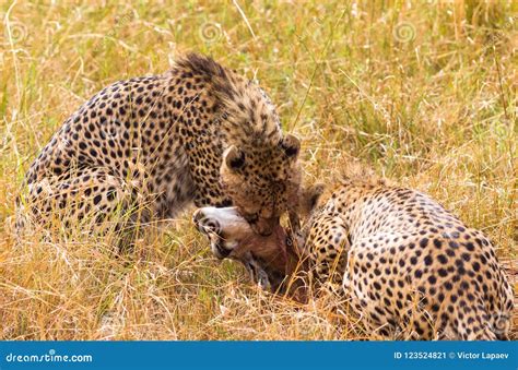 Two African Cheetahs with Prey. Masai Mara. Kenya, Africa Stock Image - Image of danger, fastest ...