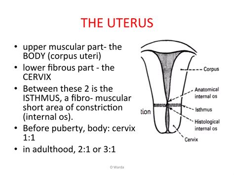 1 female pelvic anatomy-warda (part 1) | PDF - isthmus of uterus