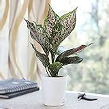 Buy Ugaoo Aglaonema Red Natural Live Plant with Self Watering Pot ...