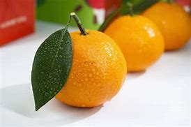 柑橘 的图像结果