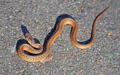 Common Snakes In North Carolina