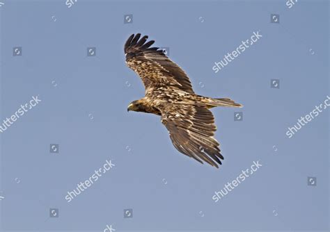 Spanish Imperial Eagle Aquila Adalberti Immature Editorial Stock Photo ...