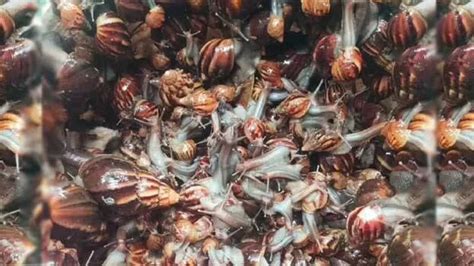 African snails have taken over this ward in Kodungallur; Infestation ...