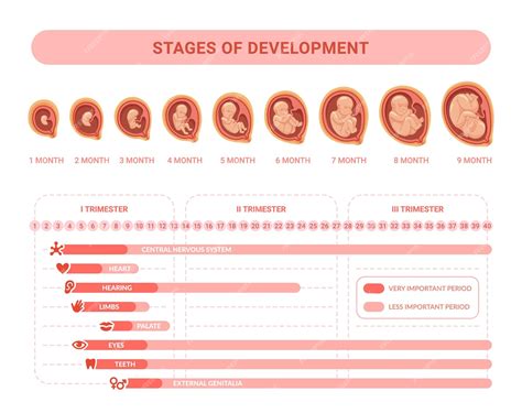 Fetal Growth In Pregnancy _ Fetal Development Chart By Week – PRVOE