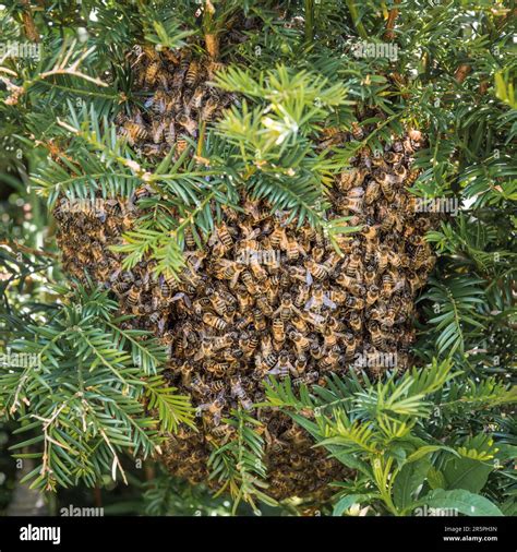 A swarm of honeybees (Apis mellifera) settled in a yew hedge in an English garden in early June ...