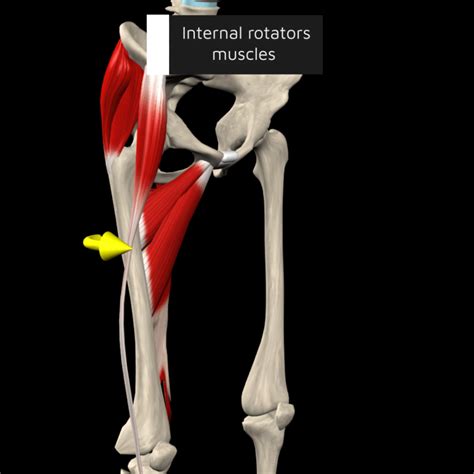 Pain Hip Internal Rotators Kinesiology Of The Hip: A Focus On Muscular