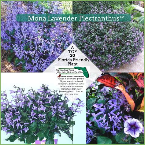 Mona Lavender Plectranthus – Florida Friendly Plants