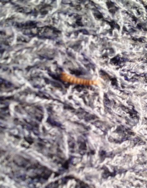 Do Moths Really Eat Wool at Aaron Levine blog