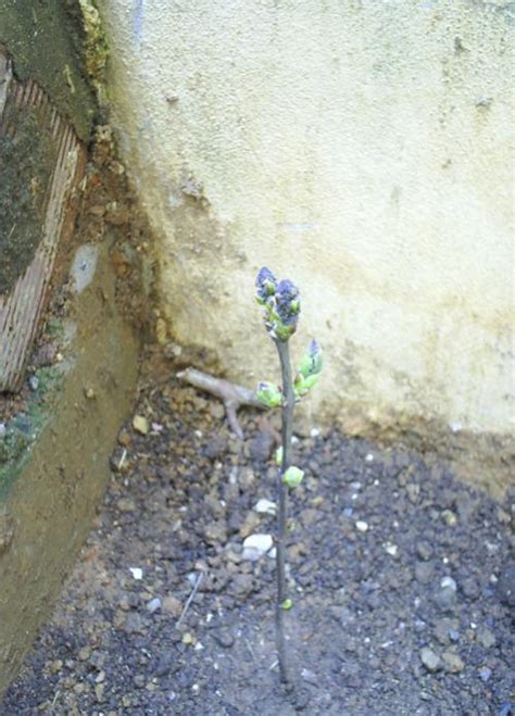 Leylak (Syringa sp.) - Page 6 - agaclar.net