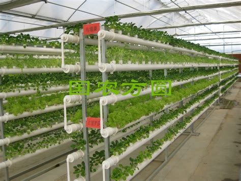 蔬菜种植_北京国农方圆农业工程技术有限公司