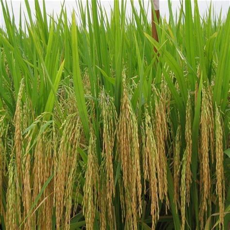 销售水稻种子-水稻种子批发-水稻种子价格